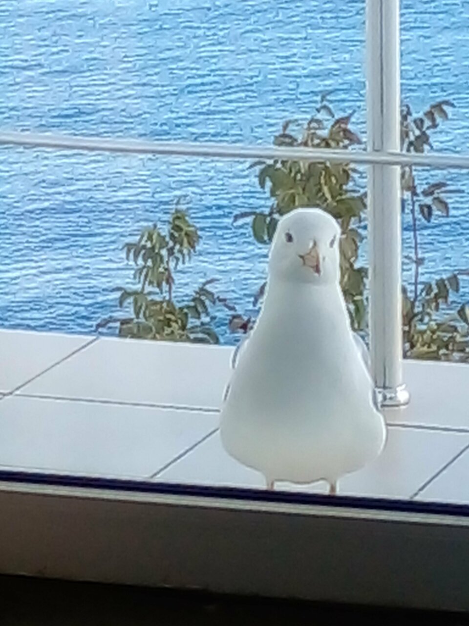 Гостиница Маджестик Партенит-214