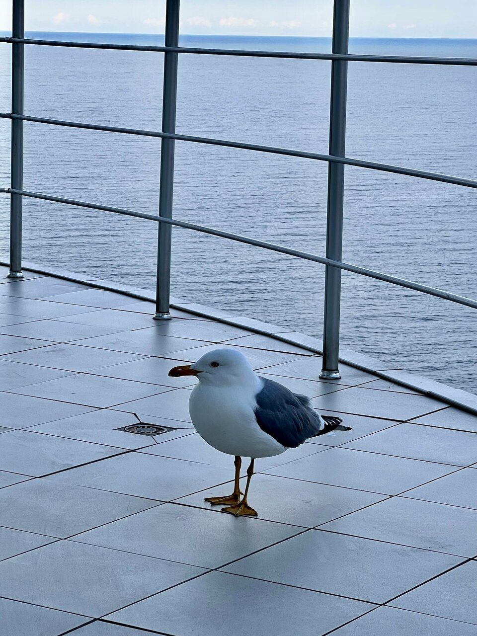 Гостиница Маджестик Партенит-241