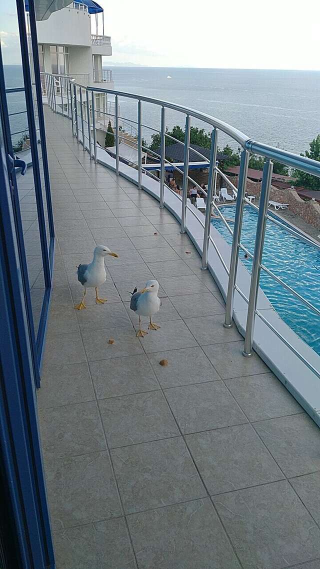 Гостиница Маджестик Партенит-159