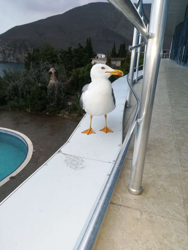 Гостиница Маджестик Партенит-246